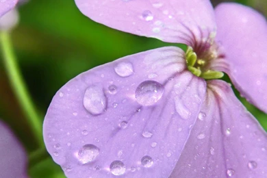 Free Spring Backgrounds