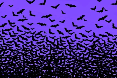 Bat Wallpapers   Animal Wallpapers