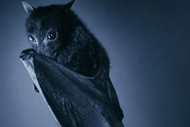 Fruit Bat Wallpapers And Backgrounds