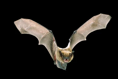 Brown Bat Wallpapers