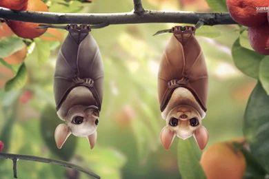 Cute Bat Wallpapers