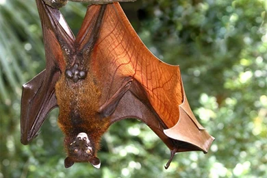 Free Bat Wallpapers Download   Animals Town