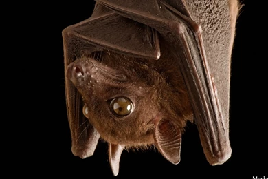 Bat Photoshoot 1600x900 Wallpapers, 1600x900 Wallpapers & Pictures ...