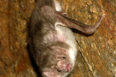 Vampire Bat Wallpapers   Animals Town