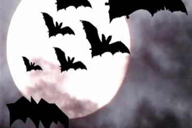 Bat iPhone Wallpapers And Backgrounds, HD Wallpapers