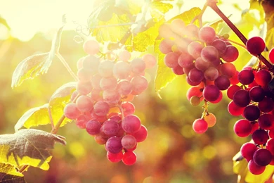 Sun, With, Grapes, Desktop, Background, Hd, Wallpapers, Widescreen ...