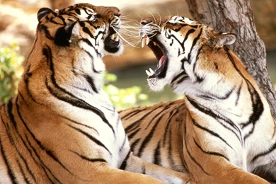 Tiger Wallpapers Pack 4 (1600x1200)