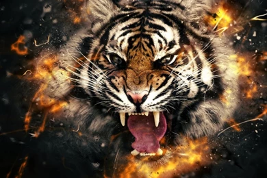 Tiger Roaring Face Abstract Wallpapers