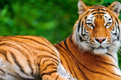 Tiger Wallpapers Full Hd   HD Wallpapers Pretty