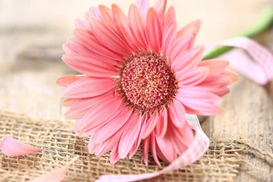 Best Gerbera Wallpapers @ Collect HD