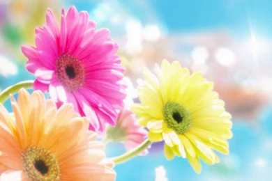Download Wallpapers 3840x2160 Gerbera, Flowers, Glare, Sun ...