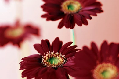 Gerbera Wallpapers 3029 1920x1080   UMad.com