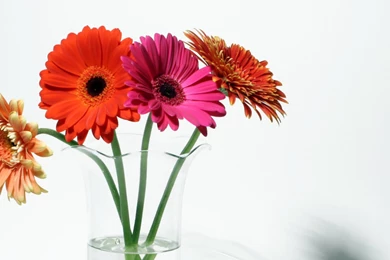 Download Wallpapers 2560x1024 Gerbera, Flowers, Four, Vase, Shadow ...