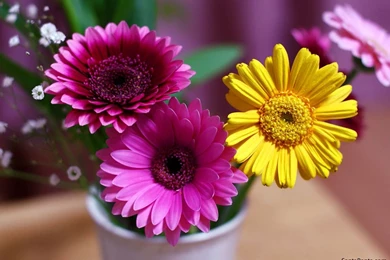 Gerbera Wallpapers