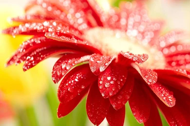 Gerbera Wallpapers HD   Android Apps On Google Play