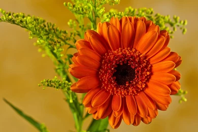 Download Orange Gerbera Wallpapers 4919 1680x1050 Px High ...