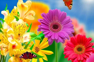 Gerbera Wallpapers HD   Android Apps On Google Play