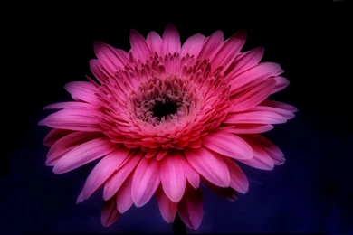 Gerbera Wallpapers