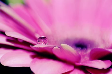 Gerbera Wallpapers By LaZiaIla On DeviantArt