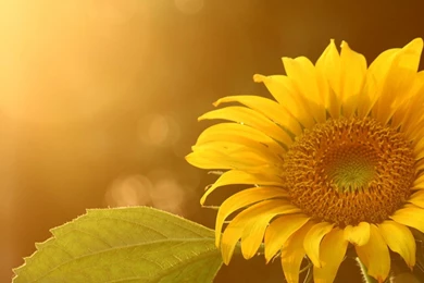 Sunflower Wallpapers HD Pictures