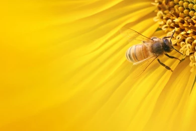 Honey Bee In Yellow Sunflower Wallpapers
