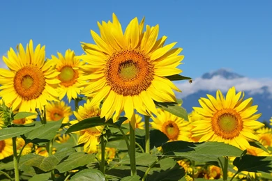 HD Cool Sunflower Wallpapers
