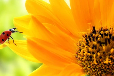 Sunflower HD Wallpapers