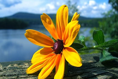 Sunflowers Wallpapers