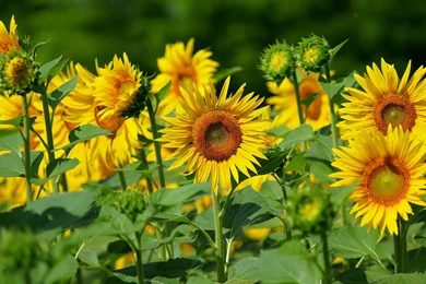 Lovely Sunflowers Wallpapers   HD Images New