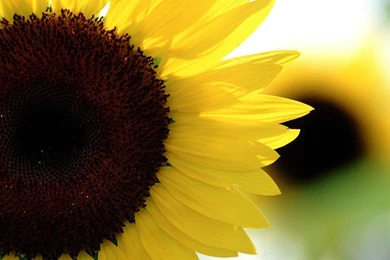 Sunflower Wallpapers