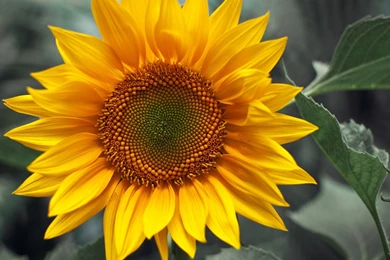 Lovely Sunflowers Wallpapers   HD Images New