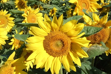 Yellow Sunflower Wallpapers And Images   Wallpapers, Pictures, Photos