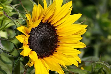 Cool Sunflower Backgrounds Screen HD Wallpapers