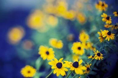 Sunflower Field Backgrounds By Kenny Alexander On FeelGrafix