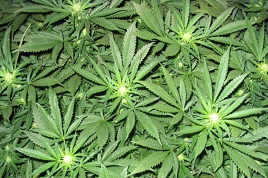 Weed Doper Plants High Definition Wallpapers