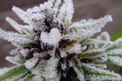 Drugs Weed Plants HD Wallpapers Wallpapers   (