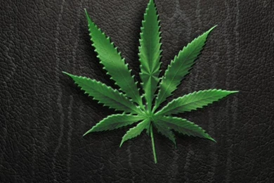 Marijuana Plants Blunt Wallpapers