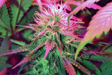 Lawmakers In 11 States Approve Low THC Medical Marijuana Bills ...