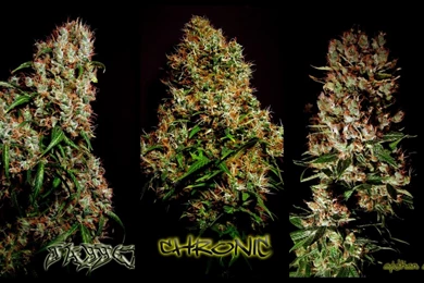 3. 1St Class Marijuana Plants.   GrowHD.tv