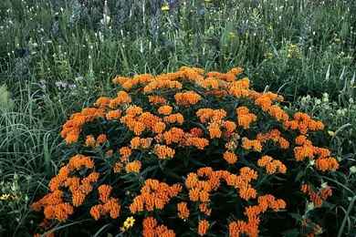 Flower Wallpapers : Butterfly Weed In Bloom Schulenberg Prairie ...