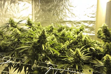 Cannabis UV T5 With HPS Grow   Part 3 Day 35   YouTube