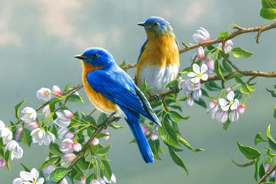 Couple Of Birds On Tree Branches HD Desktop Wallpaper Backgrounds ...