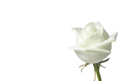 White Rose Backgrounds   Wallpapers Zone