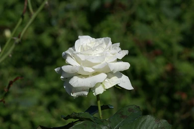 White Rose HD Wallpapers