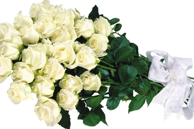 99 White Roses Wallpapers, Rose Flower Images, Rose Pictures And ...