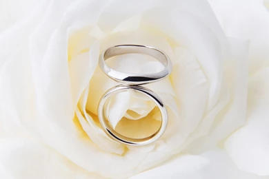 White_Rose_Wedding_Background.jpg?m=1436084324