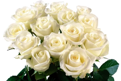 Simani: Roses Backgrounds Flowers Floral Wallpapers