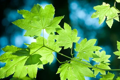 Fir Tree Backgrounds Wallpapers Pack Download   FLGX DB