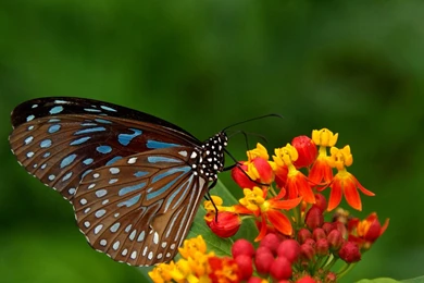 Butterfly And Flower Wallpapers   Wallpapers HD Base