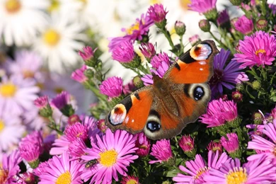 Butterfly Flower Hd Wallpapers 11198 Wallpapers Wallpapers Hd ...